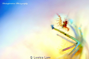 Live Life in Colours by Louisa Lam 